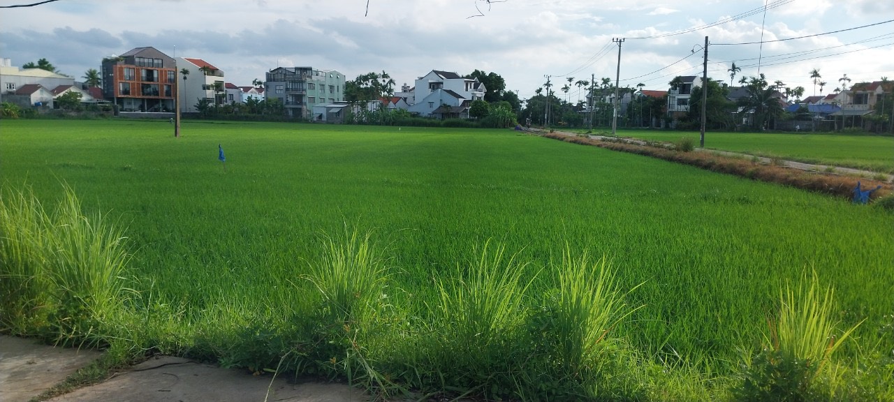 BÁN ĐẤT VIEW LÚA CÁCH PHỐ CỔ 900M 